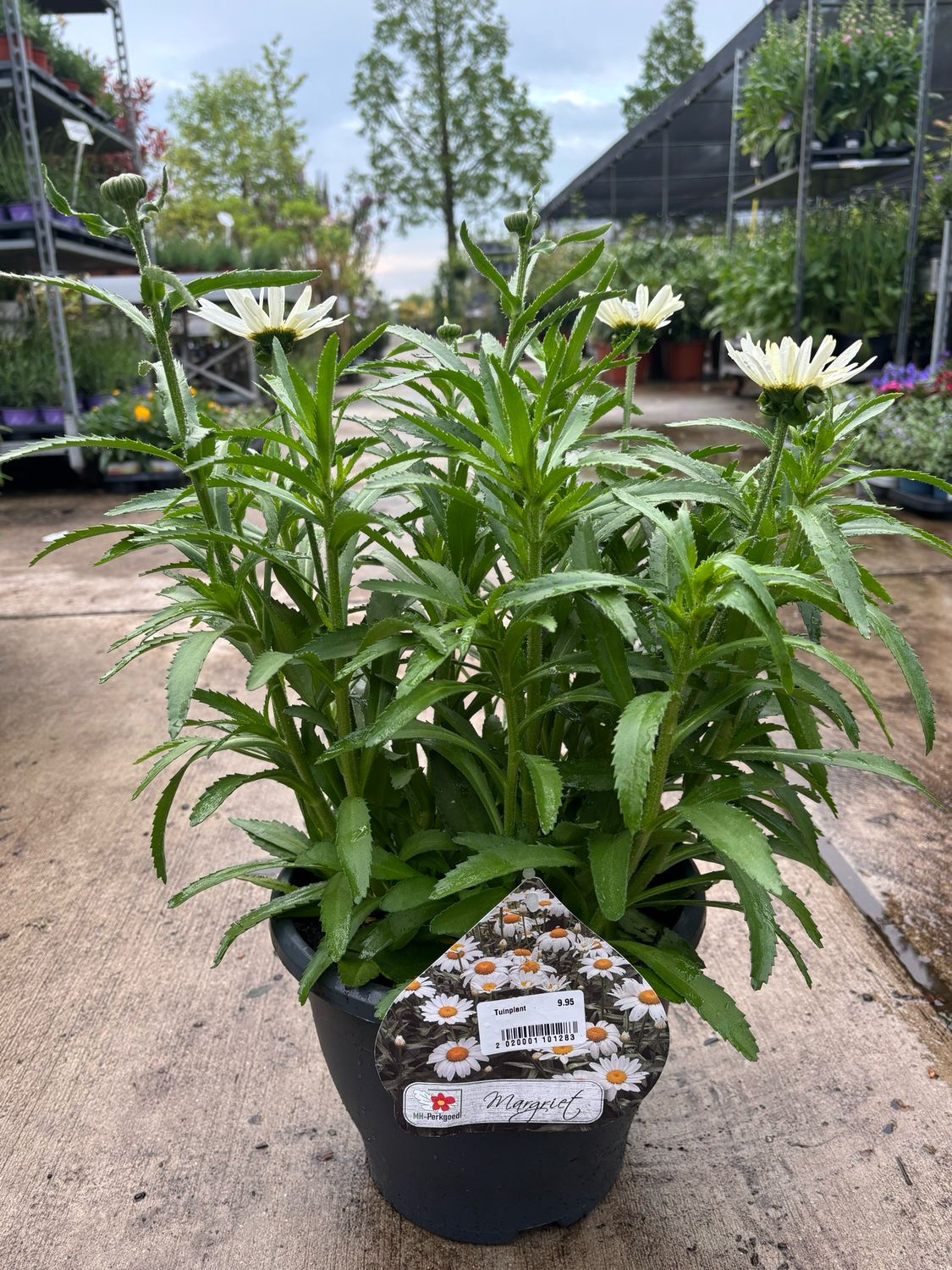 Leucanthemum (Margriet) xl OP=OP