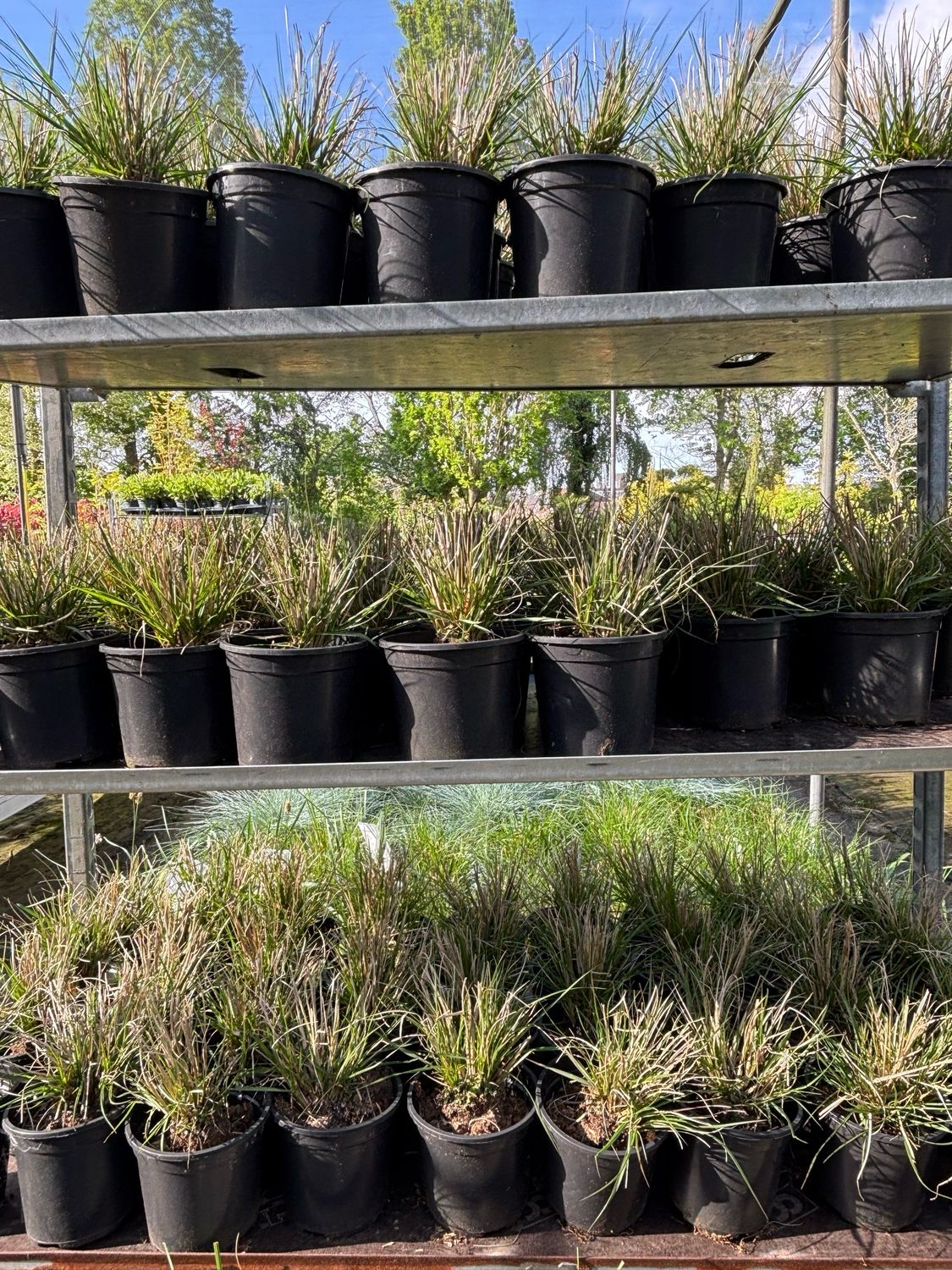 Pennisetum Alopecuroides 'Hameln' (Lampenpoetsersgras) 3 voor €10 OP=OP