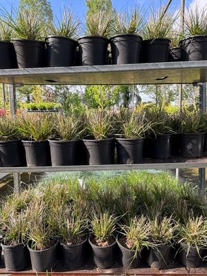 Pennisetum Alopecuroides 'Hameln' (Lampenpoetsersgras) 3 voor €10 OP=OP Pennisetum Alopecuroides 'Hameln' (Lampenpoetsersgras) 3 voor €10 OP=OP
