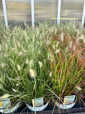 Pennisetum (Lampenpoetsersgras) 3 Soorten OP=OP Pennisetum (Lampenpoetsersgras) 3 Soorten OP=OP