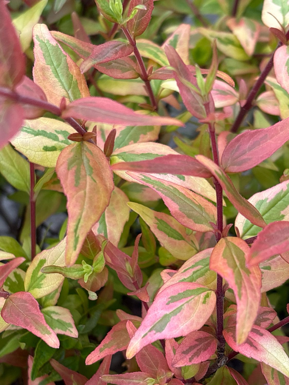 Abelia grandiflora  ‘Kaleidocope’ (Abelia) OP=OP