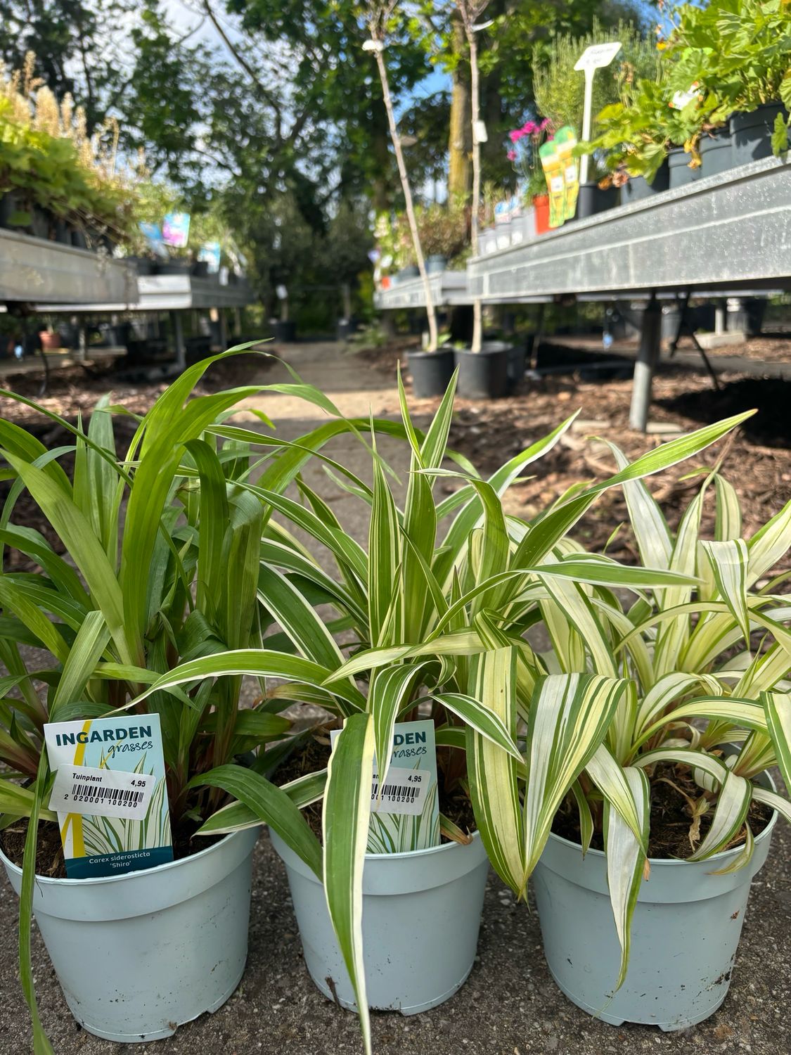 Carex siderosticha 'Shiro’ (Zegge 3 soorten) OP=OP