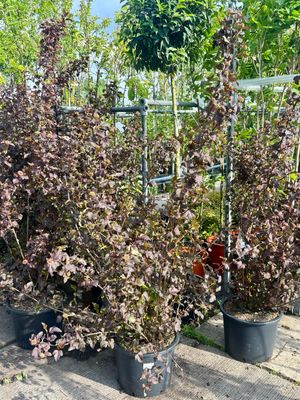Physocarpus opulifolius ‘Diabolo’ (Blaasspirea) OP=OP