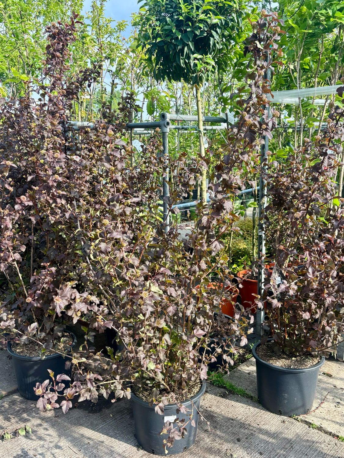 Physocarpus opulifolius ‘Diabolo’ (Blaasspirea) OP=OP Physocarpus opulifolius ‘Diabolo’ (Blaasspirea) OP=OP