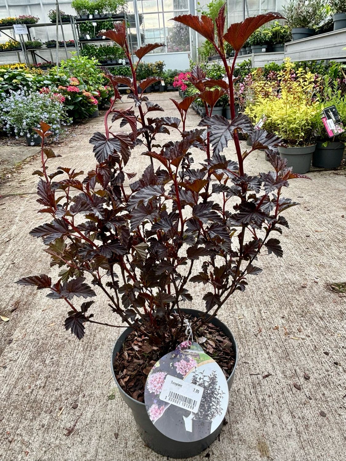 Physocarpus opulifolius ‘Panther’ (Blaasspirea)