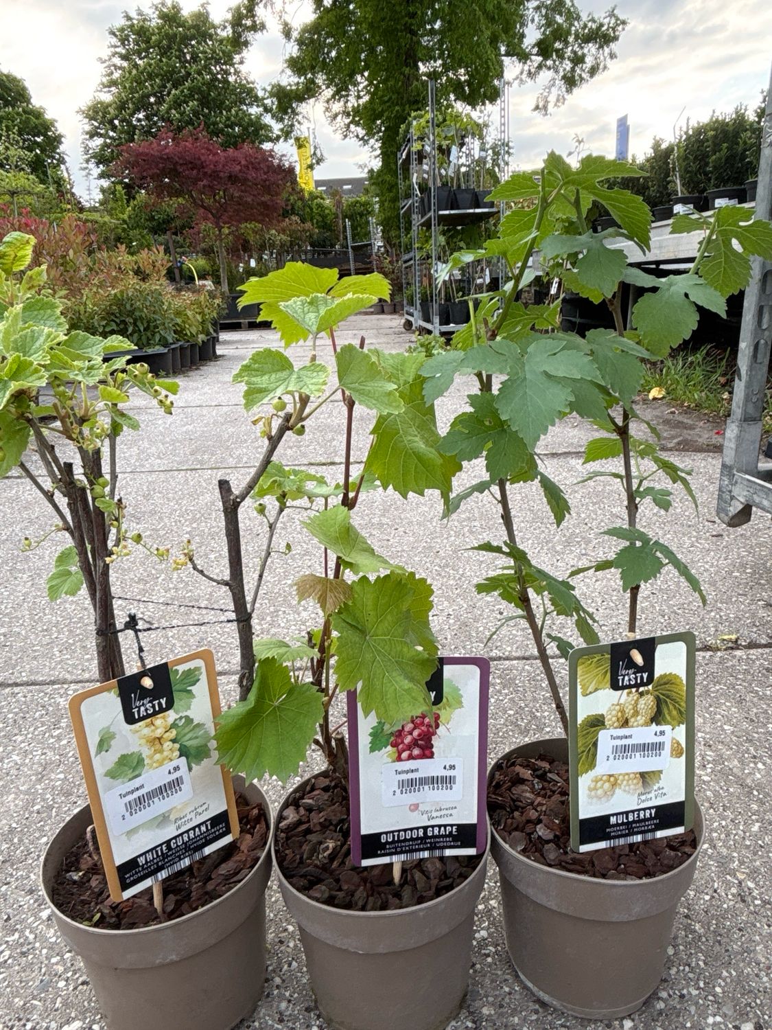 KleinFruit (fruit struiken) 3 soorten OP=OP KleinFruit (fruit struiken) 3 soorten OP=OP