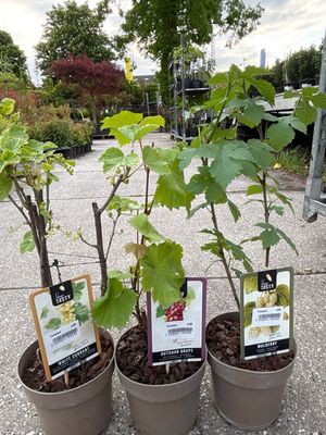 KleinFruit (fruit struiken) 3 soorten OP=OP KleinFruit (fruit struiken) 3 soorten OP=OP
