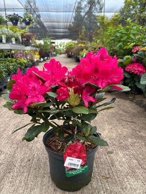 Rhododendron ‘Nova Zembla’ (Rododendron) Rhododendron ‘Nova Zembla’ (Rododendron)