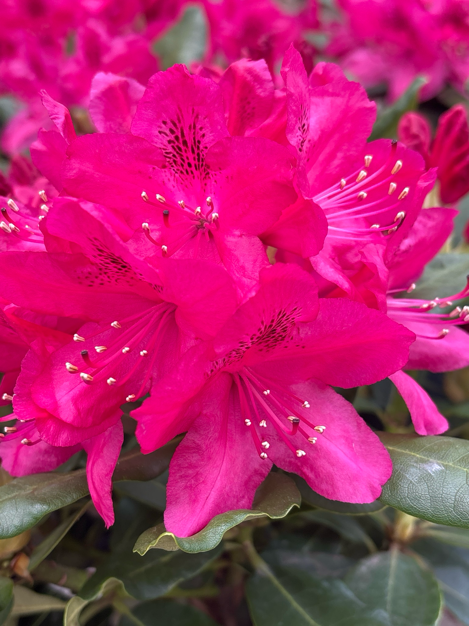 Rhododendron ‘Nova Zembla’ (Rododendron)