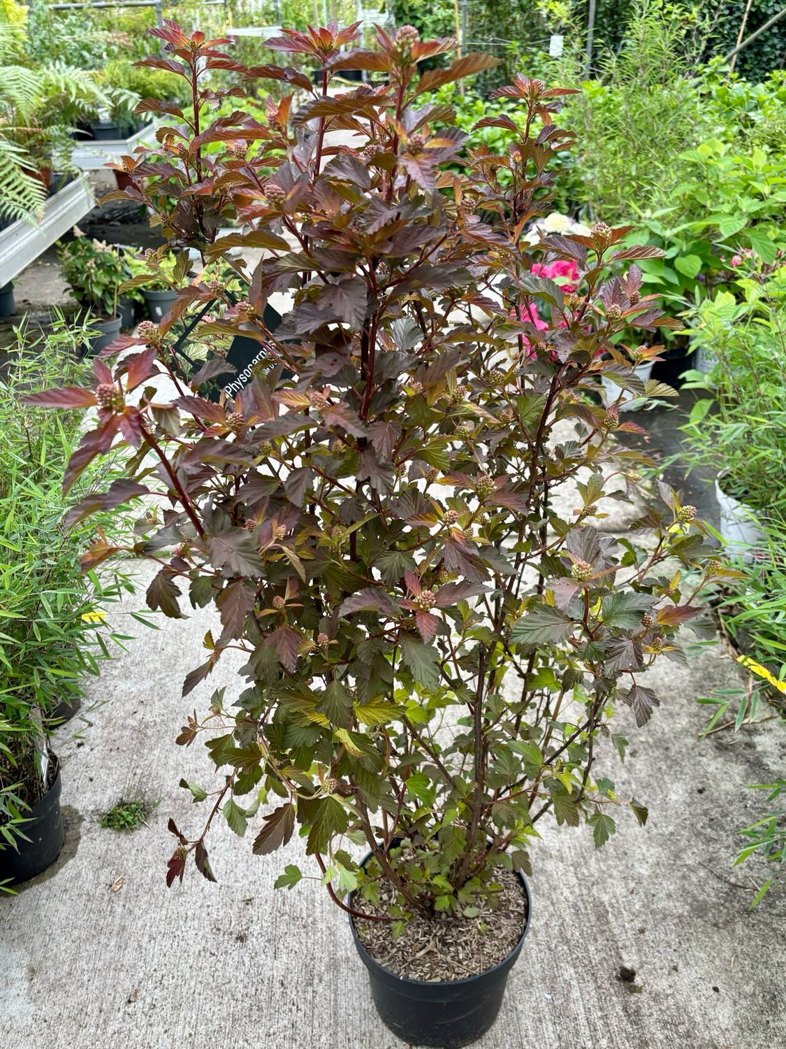 Physocarpus opulifolius ‘Diabolo’ (Blaasspirea) OP=OP Physocarpus opulifolius ‘Diabolo’ (Blaasspirea) OP=OP