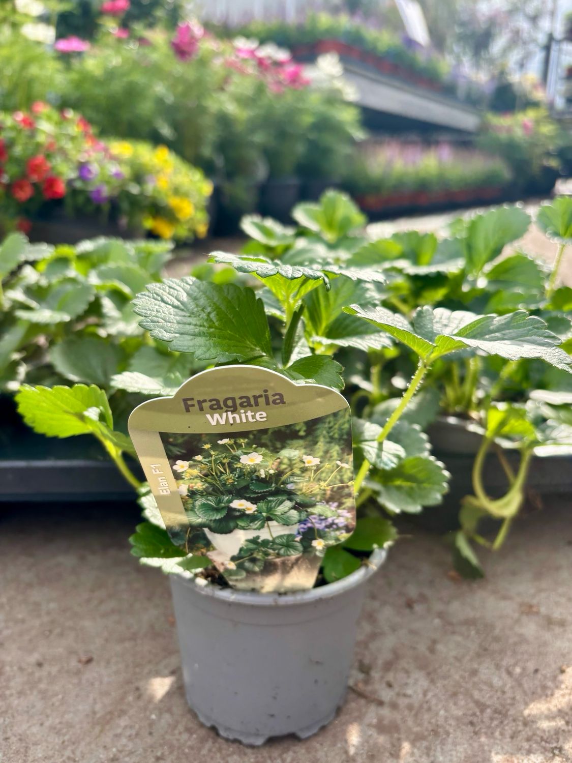 Aardbei plant 4 voor €5 OP=OP