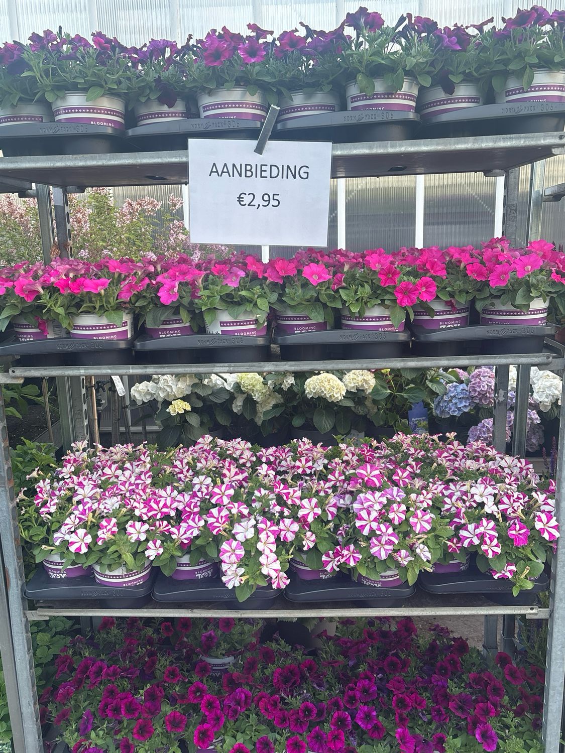 Petunia (Perkplanten) 2 Liter pot OP=OP