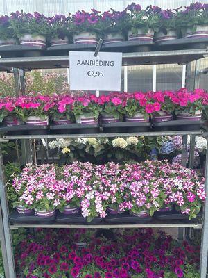 Petunia (Perkplanten) 2 Liter pot OP=OP Petunia (Perkplanten) 2 Liter pot OP=OP