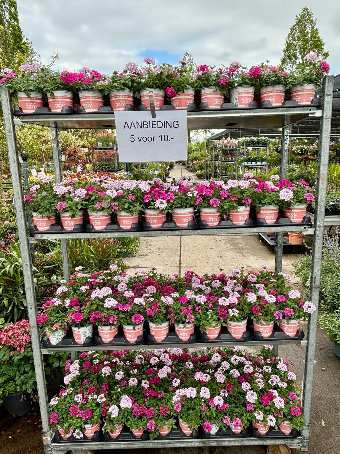Verbena (perkplant) 5 voor €10 verschillende kleuren OP=OP Verbena (perkplant) 5 voor €10 verschillende kleuren OP=OP