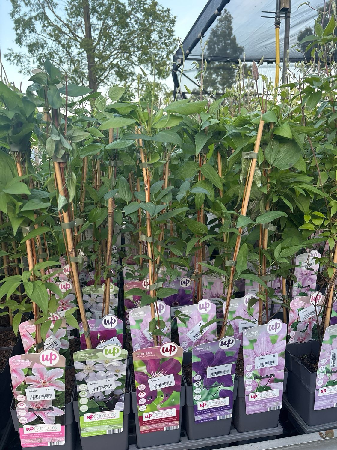 Clematis verschillende soorten    OP=OP