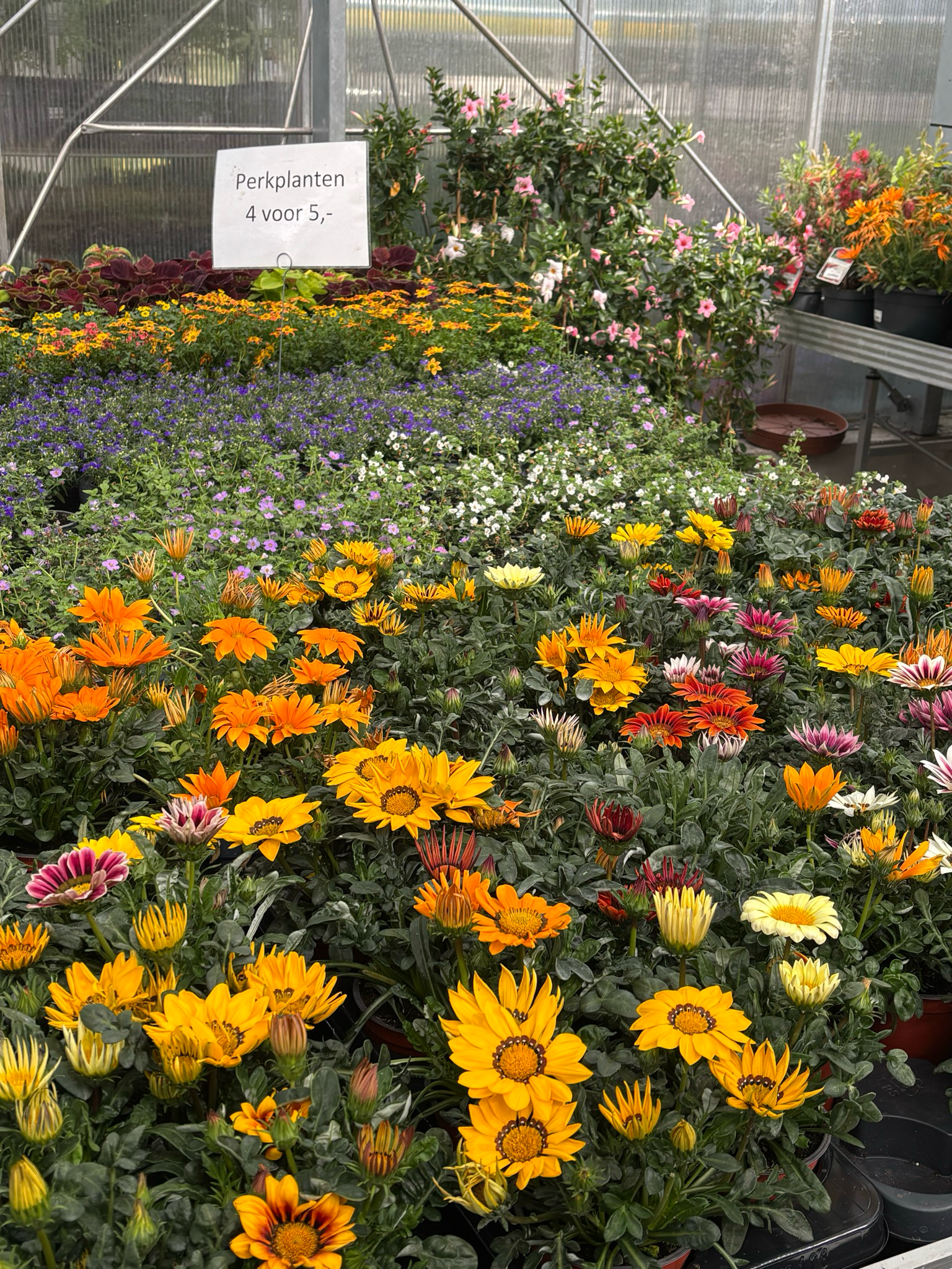Gazania OP=OP