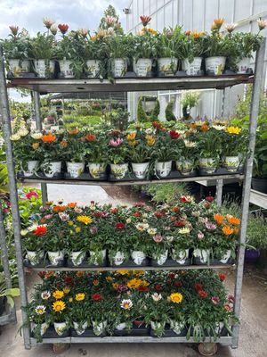 Gazania 4 voor €5 OP=OP Gazania 4 voor €5 OP=OP