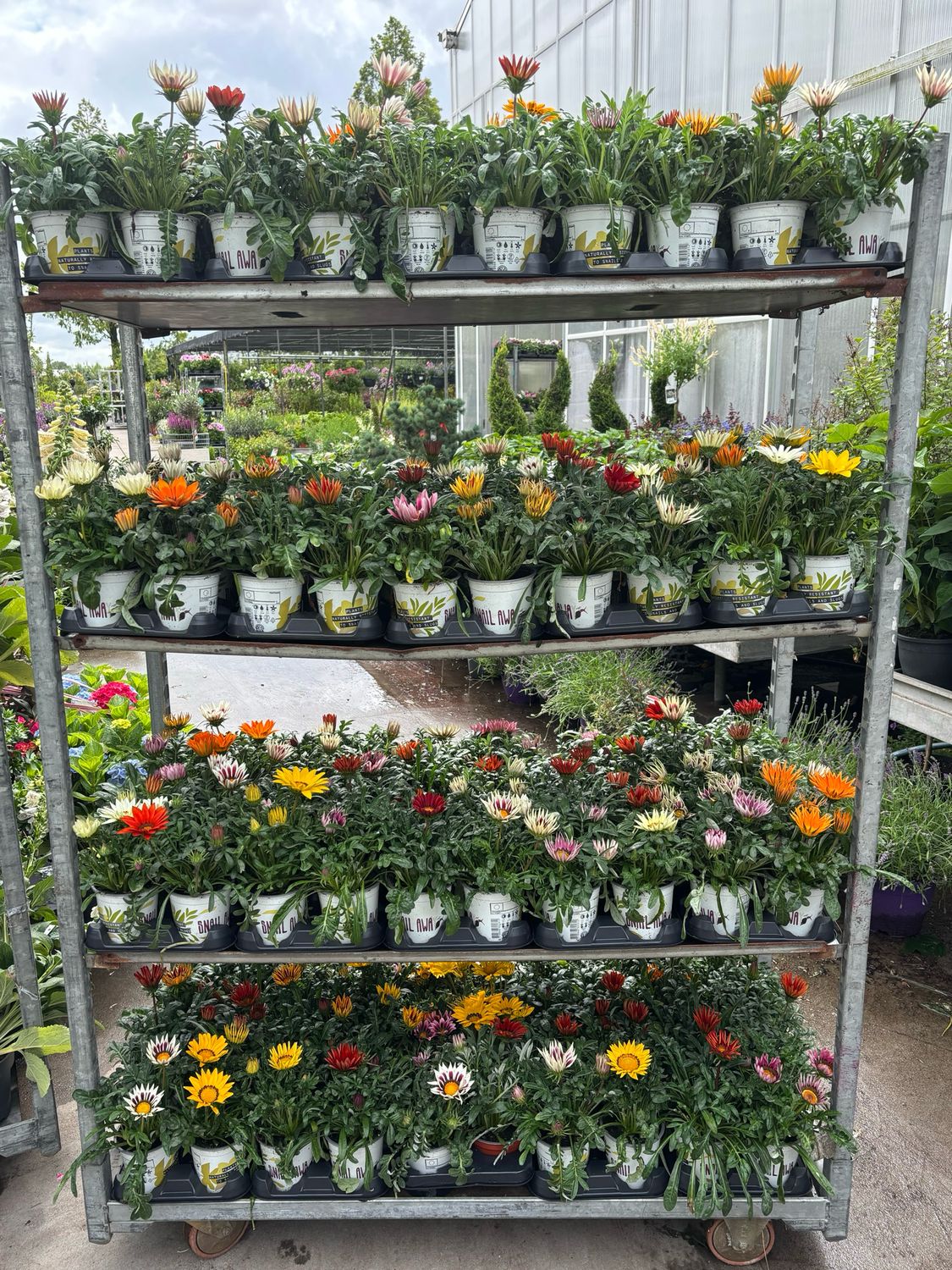 Gazania OP=OP