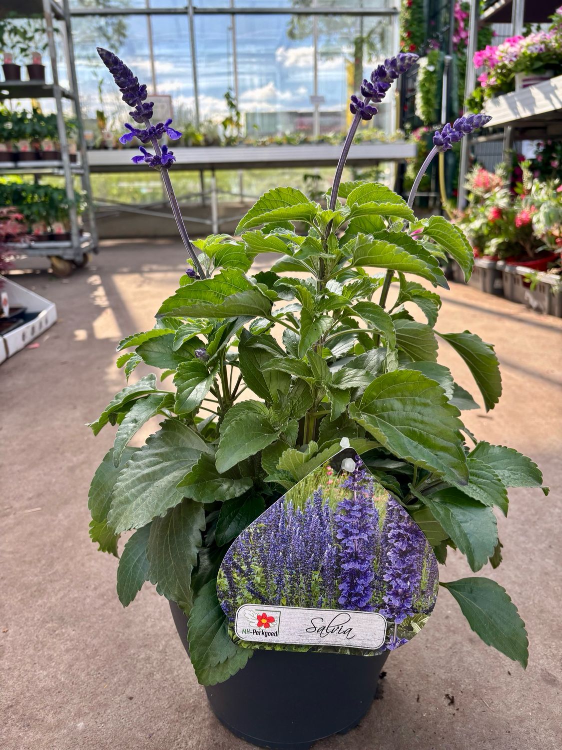 Salvia (Salie) OP=OP