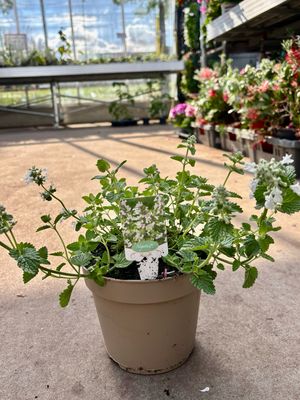 Nepeta (Kattenkruid wit) OP=OP Nepeta (Kattenkruid wit) OP=OP