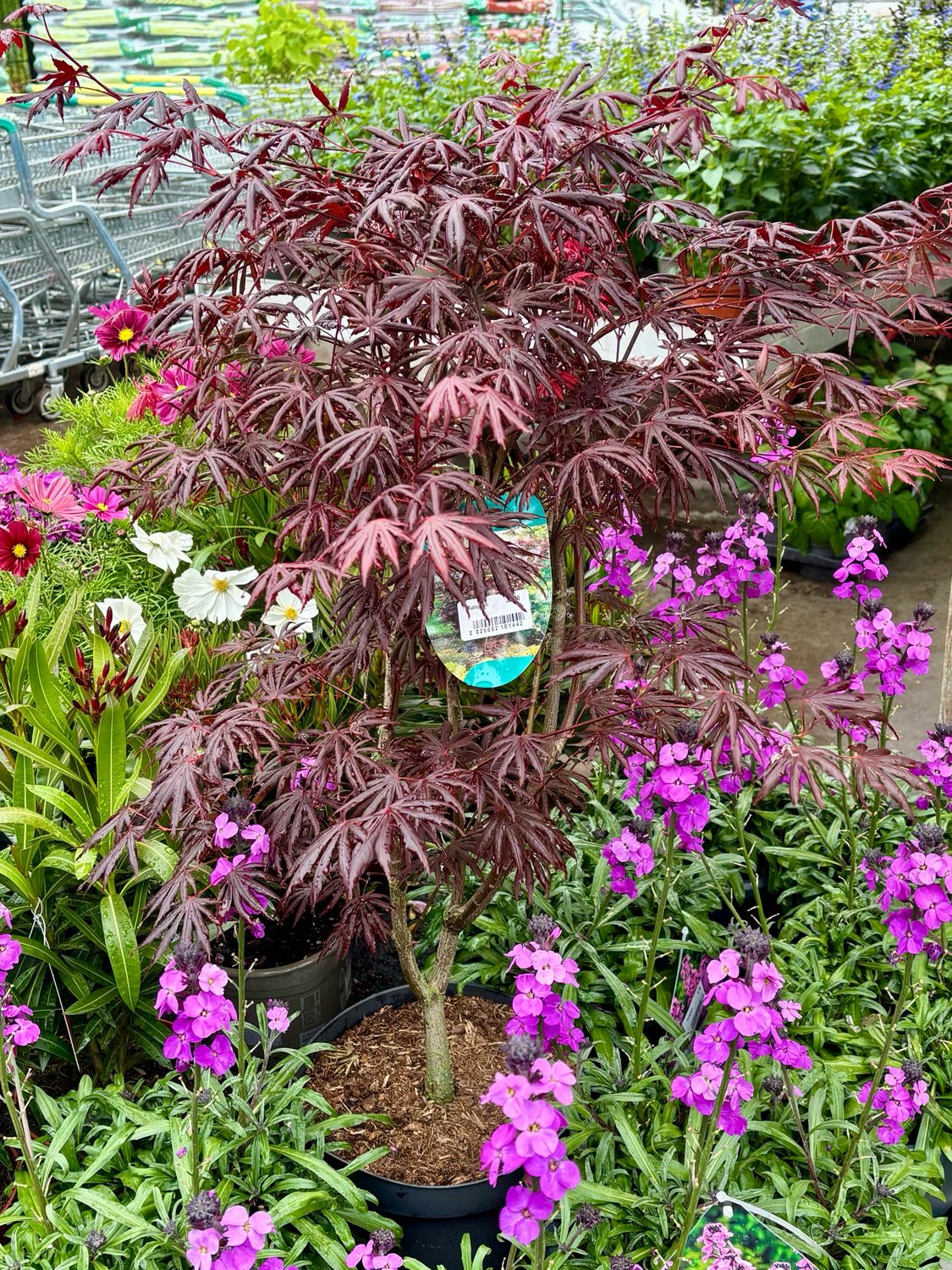 Acer 'Trompenburg' (Japanse Esdoorn) Acer 'Trompenburg' (Japanse Esdoorn)