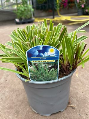 Carex oshimensis 'Ice Dance’ (Zegge) OP=OP Carex oshimensis 'Ice Dance’ (Zegge) OP=OP