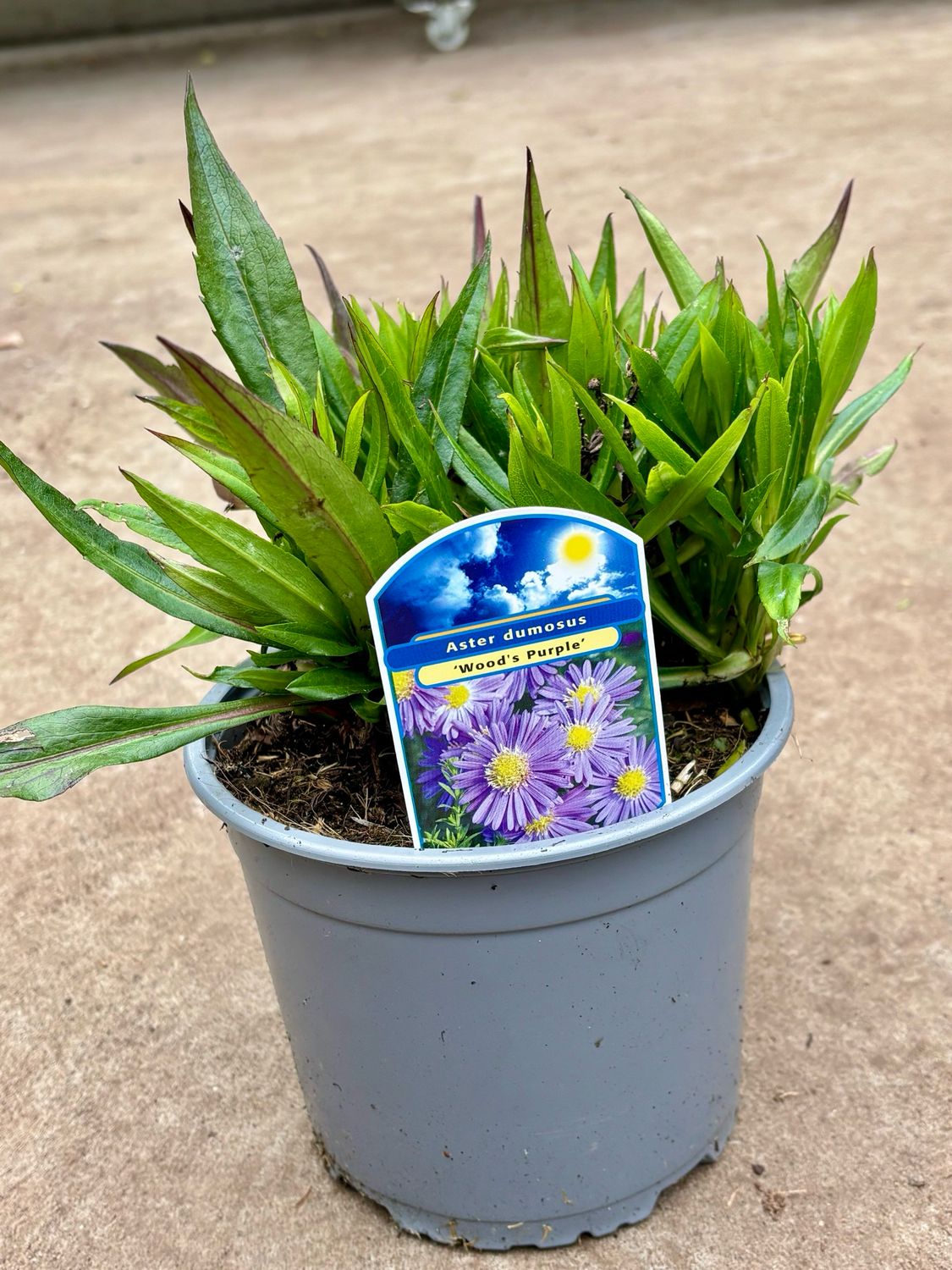 Aster ‘Wood Purple’ OP=OP