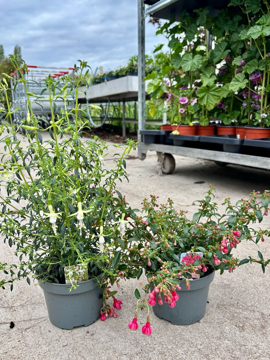 Fuchsia (Bellenplanten vaste plant) wit en roze  3 voor €10 OP=OP
