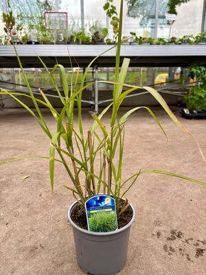 Miscanthus sinensis 'Zebrinus (Prachtriet) OP=OP Miscanthus sinensis 'Zebrinus (Prachtriet) OP=OP