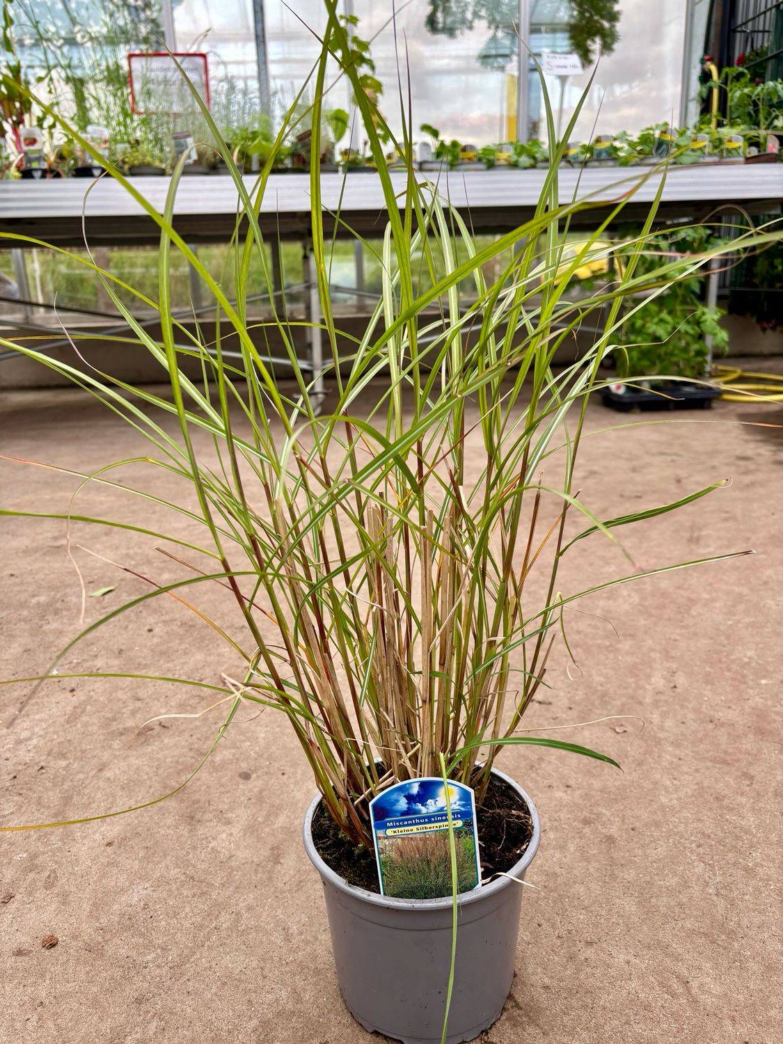 Miscanthus sinensis 'Kleine Silberspinne' (Prachtriet) OP=OP Miscanthus sinensis 'Kleine Silberspinne' (Prachtriet) OP=OP