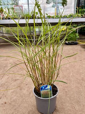 Miscanthus sinensis 'Kleine Silberspinne' (Prachtriet) OP=OP Miscanthus sinensis 'Kleine Silberspinne' (Prachtriet) OP=OP