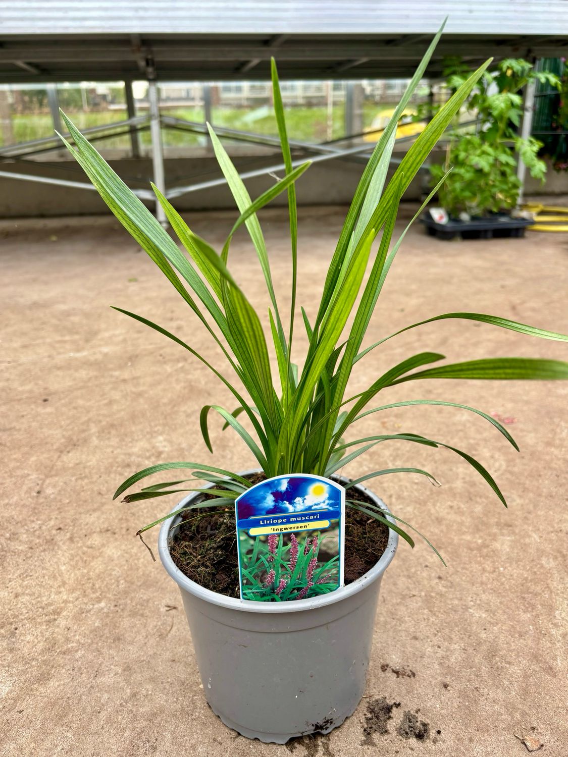 Liriope muscari ‘Ingwersen’ (Leliegras) OP=OP Liriope muscari ‘Ingwersen’ (Leliegras) OP=OP