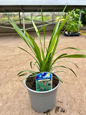 Liriope muscari ‘Ingwersen’ (Leliegras) OP=OP Liriope muscari ‘Ingwersen’ (Leliegras) OP=OP