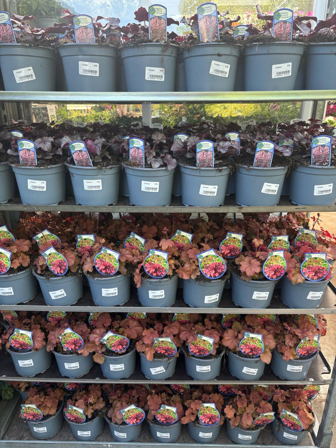 Heuchera (Purperklokje) Verschillende soorten OP=OP Heuchera (Purperklokje) Verschillende soorten OP=OP