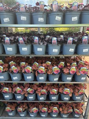 Heuchera (Purperklokje) Verschillende soorten OP=OP Heuchera (Purperklokje) Verschillende soorten OP=OP