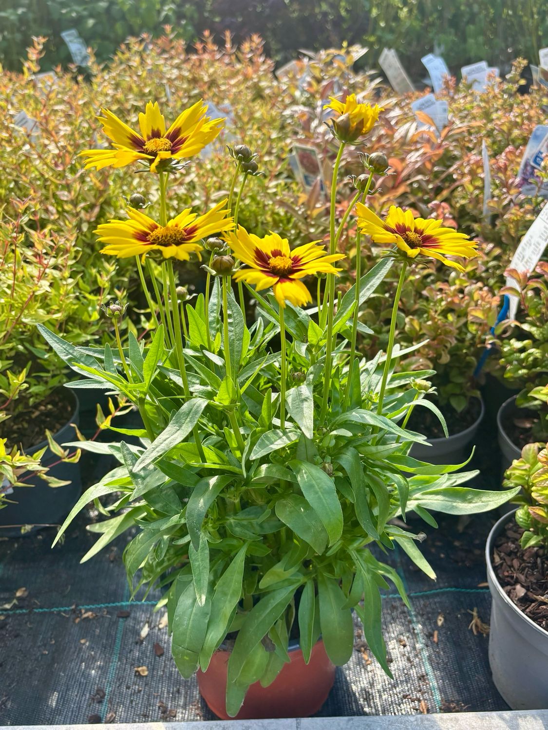 Coreopsis grandiflora (Meisjesogen) OP=OP