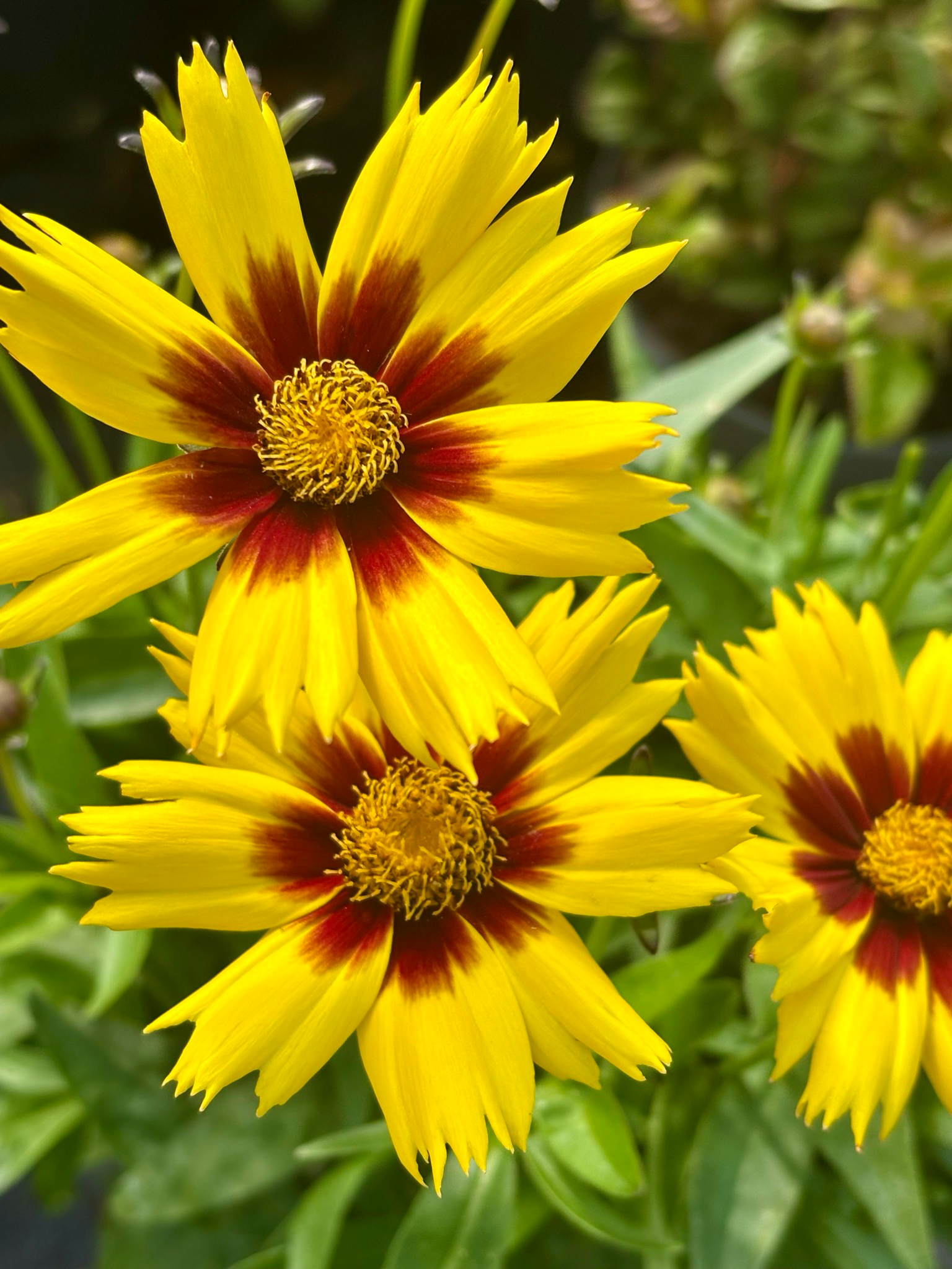 Coreopsis grandiflora (Meisjesogen) OP=OP