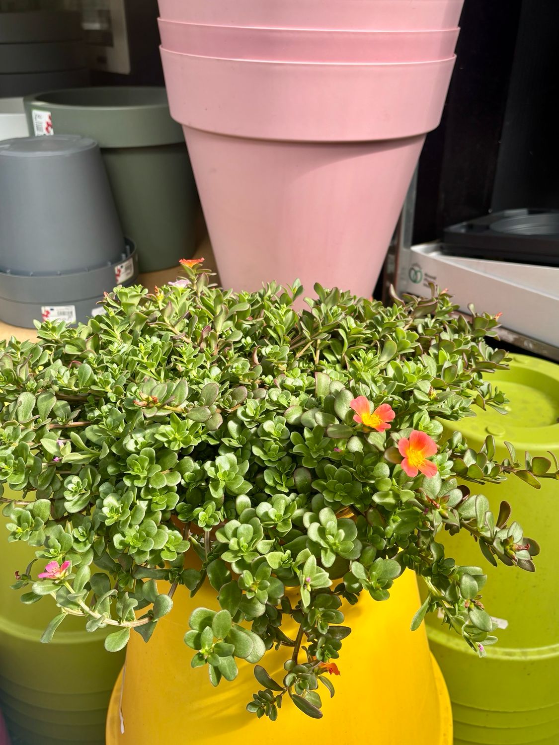 Portulaca (Postelein) OP=OP Portulaca (Postelein) OP=OP