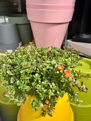 Portulaca (Postelein) OP=OP Portulaca (Postelein) OP=OP