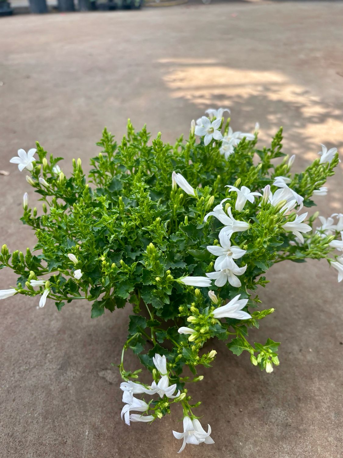 Campanula (Klokjesbloem) wit 4 voor €10 OP=OP