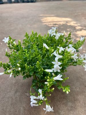 Campanula (Klokjesbloem) wit 4 voor €10 OP=OP Campanula (Klokjesbloem) wit 4 voor €10 OP=OP