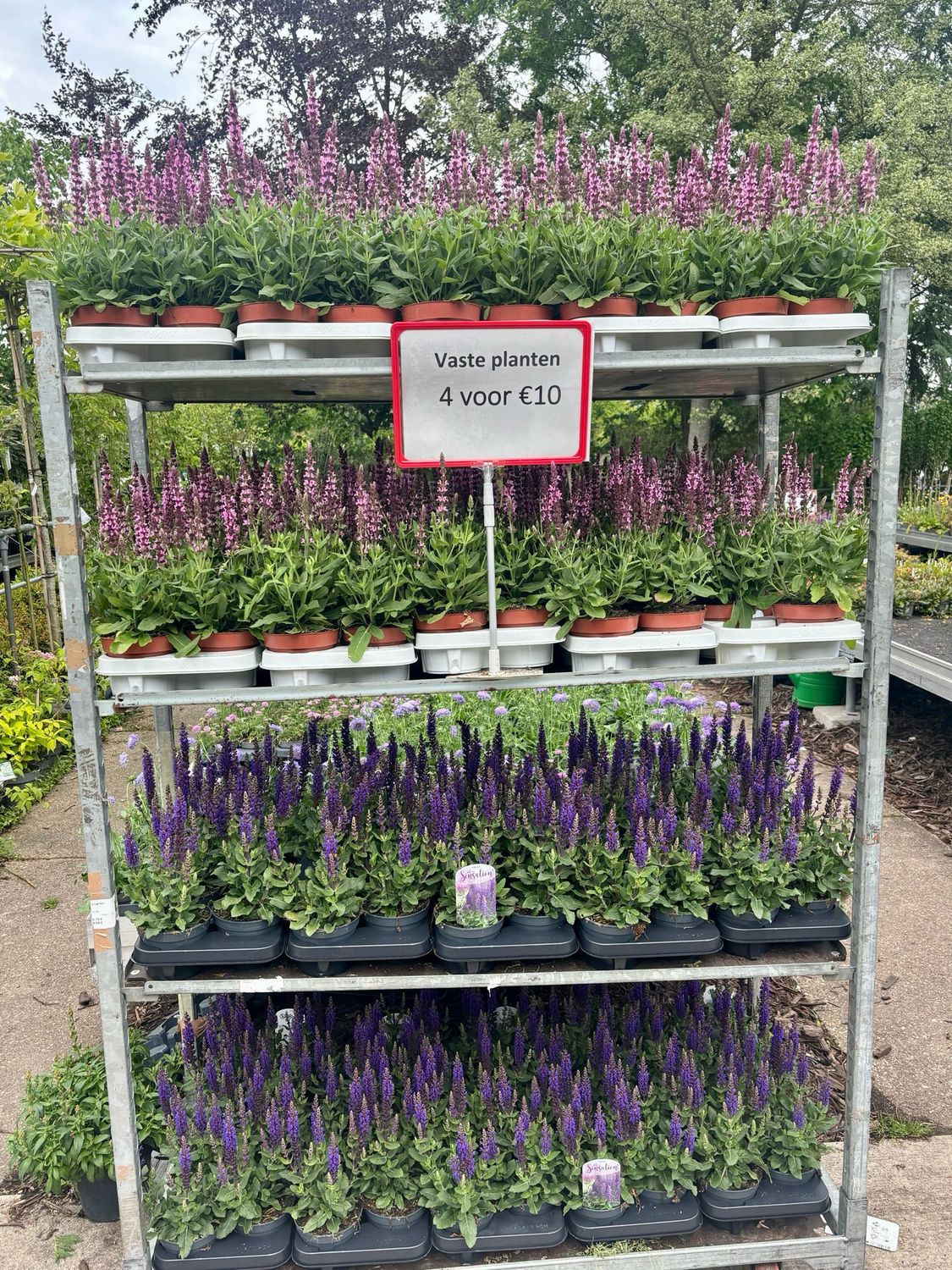Salvia (Salie 4 voor €10 OP=OP Salvia (Salie 4 voor €10 OP=OP