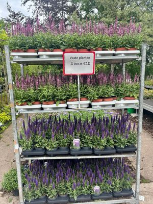 Salvia (Salie 4 voor €10 OP=OP Salvia (Salie 4 voor €10 OP=OP