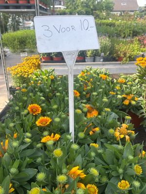 Gaillardia (Kokardebloem) 3 voor €10 OP=OP Gaillardia (Kokardebloem) 3 voor €10 OP=OP