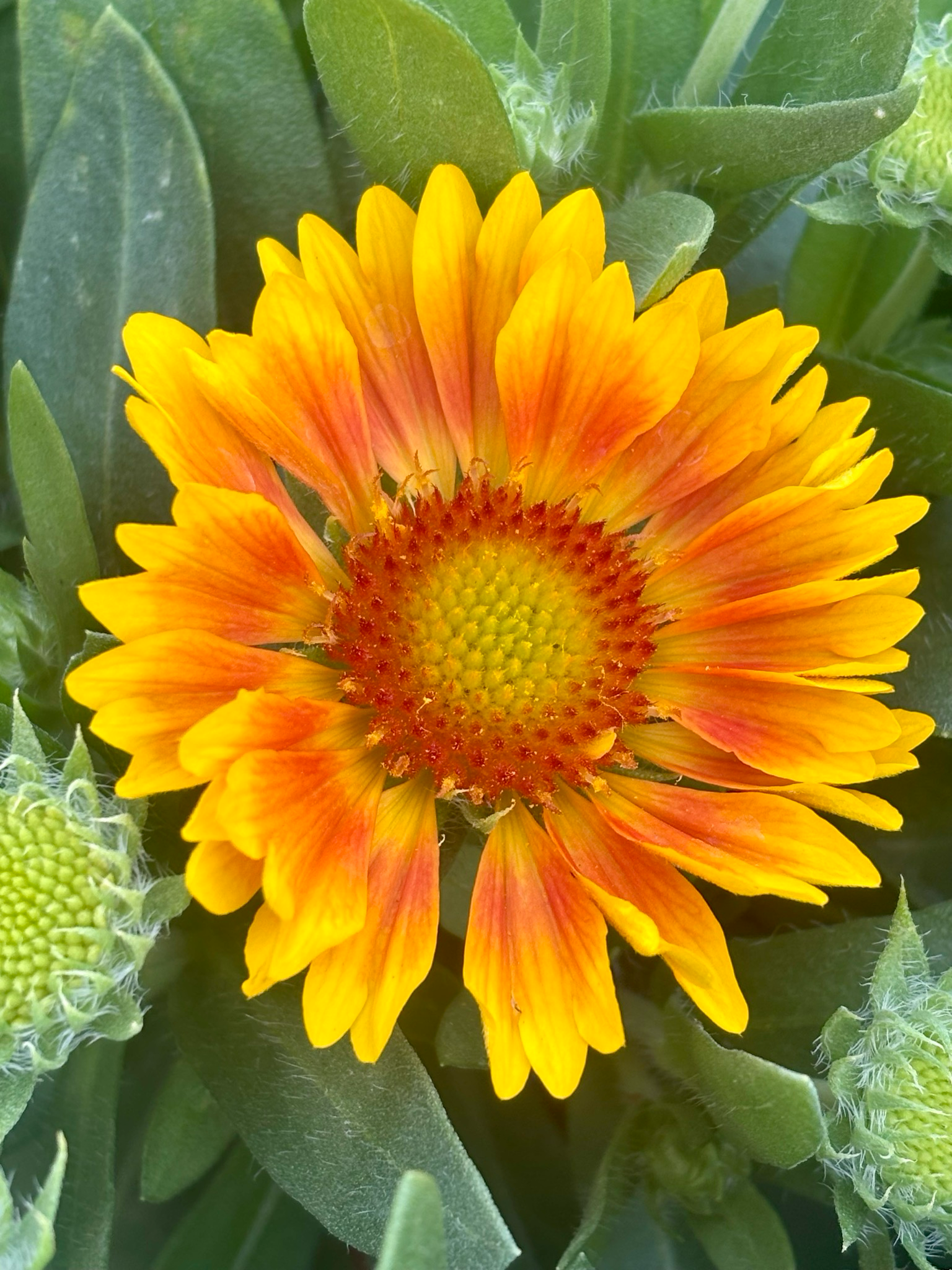 Gaillardia (Kokardebloem) 3 voor €10 OP=OP