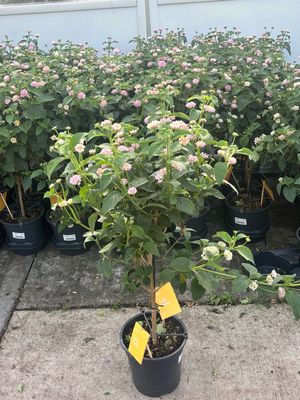 Lantana op stam roze (Wisselbloem) OP=OP Lantana op stam roze (Wisselbloem) OP=OP