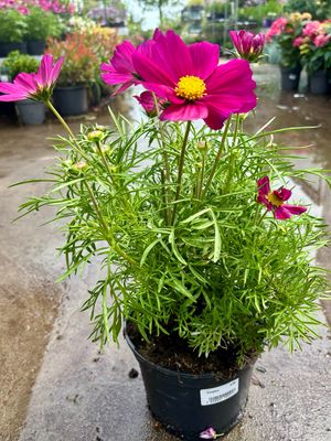 Cosmea OP=OP Cosmea OP=OP