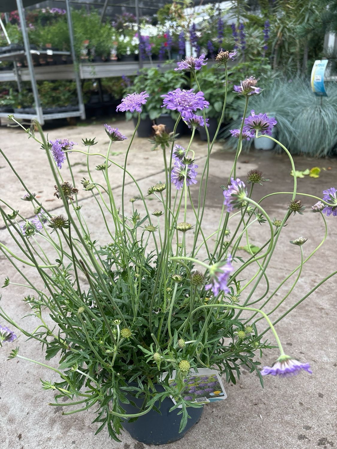 Scabiosa (Duifkruid) OP=OP