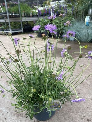 Scabiosa (Duifkruid) OP=OP Scabiosa (Duifkruid) OP=OP