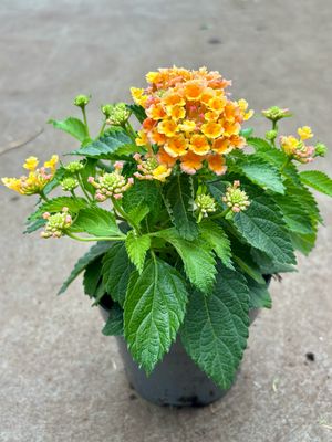 Lantana (Wisselbloem) OP=OP Lantana (Wisselbloem) OP=OP